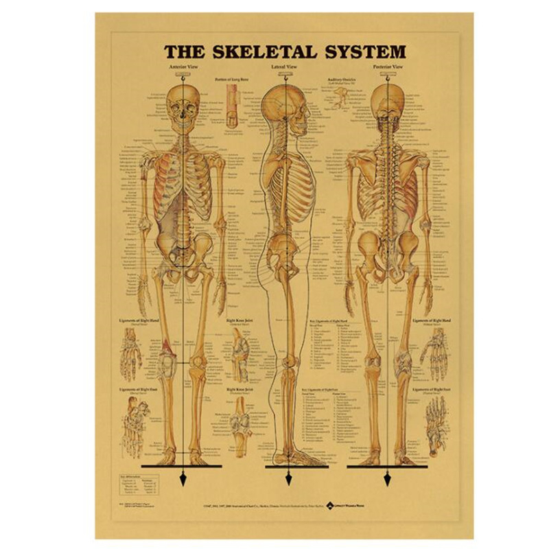 Vintage İskelet Sistemi Tıbbi  - Home Decor Indonesia incelemesi ve fiyatı